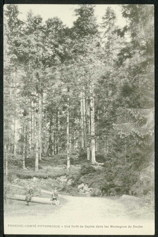 Une forêt de sapins dans les montagnes du Doubs